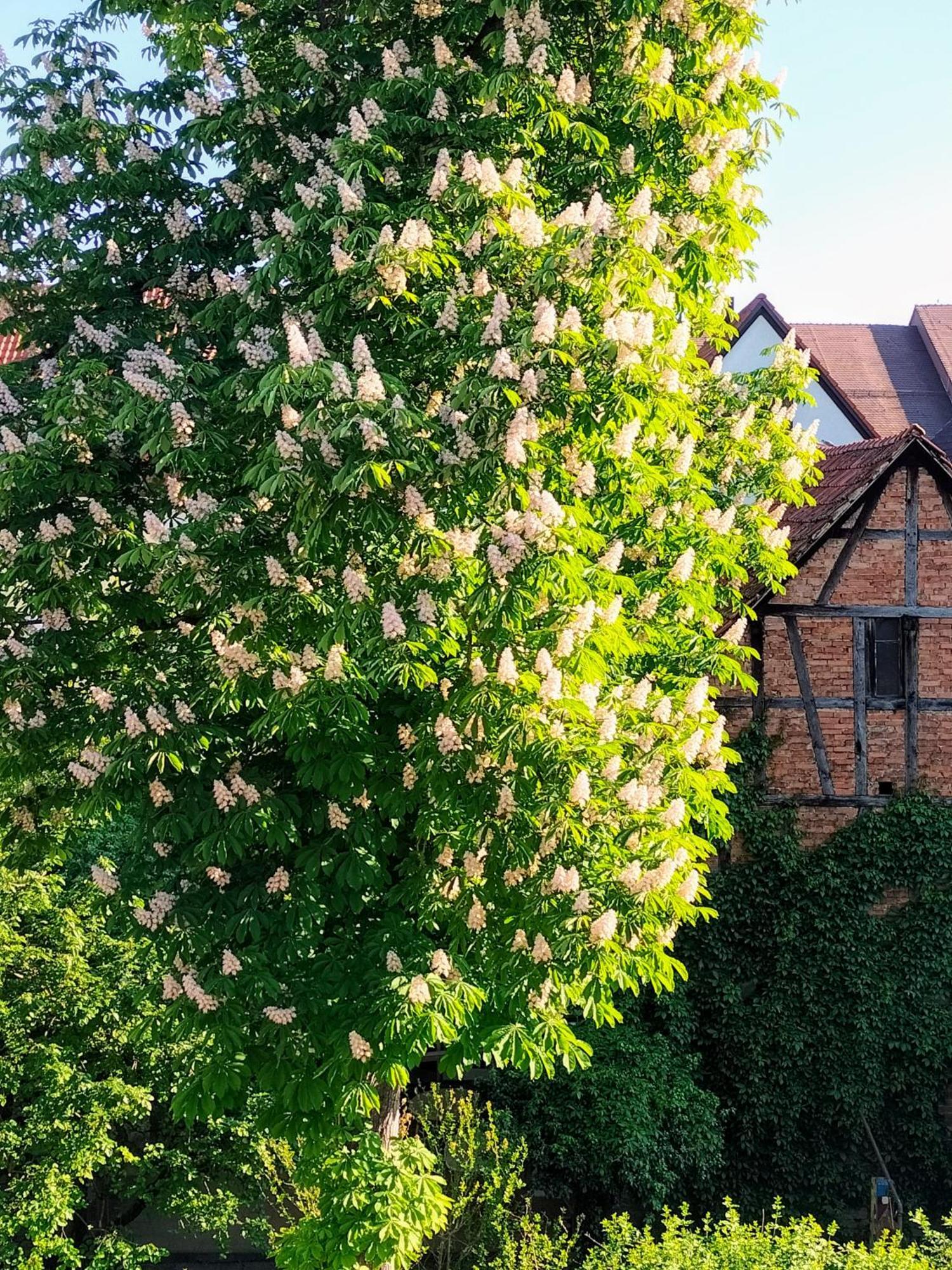 Alte Stadtmauer - Apartment Sinsheim Exteriér fotografie